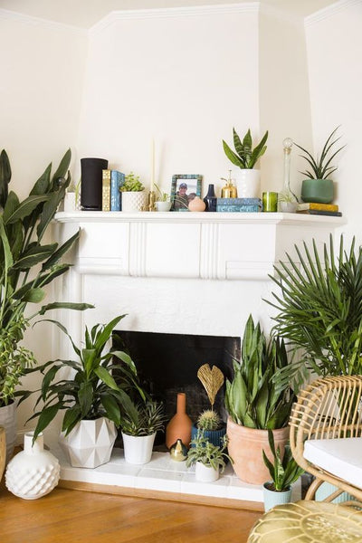 A Touch of Tropical