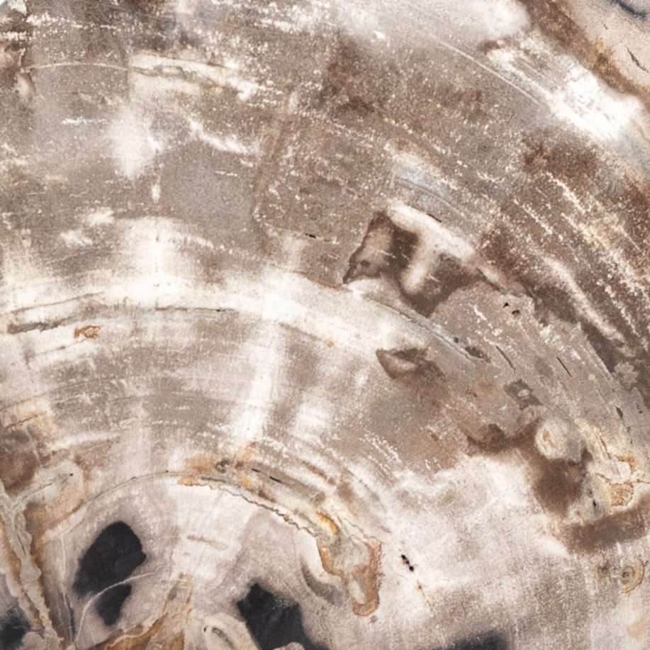 PETRIFIED WOOD ORGANIC SCULPTURE-DARK