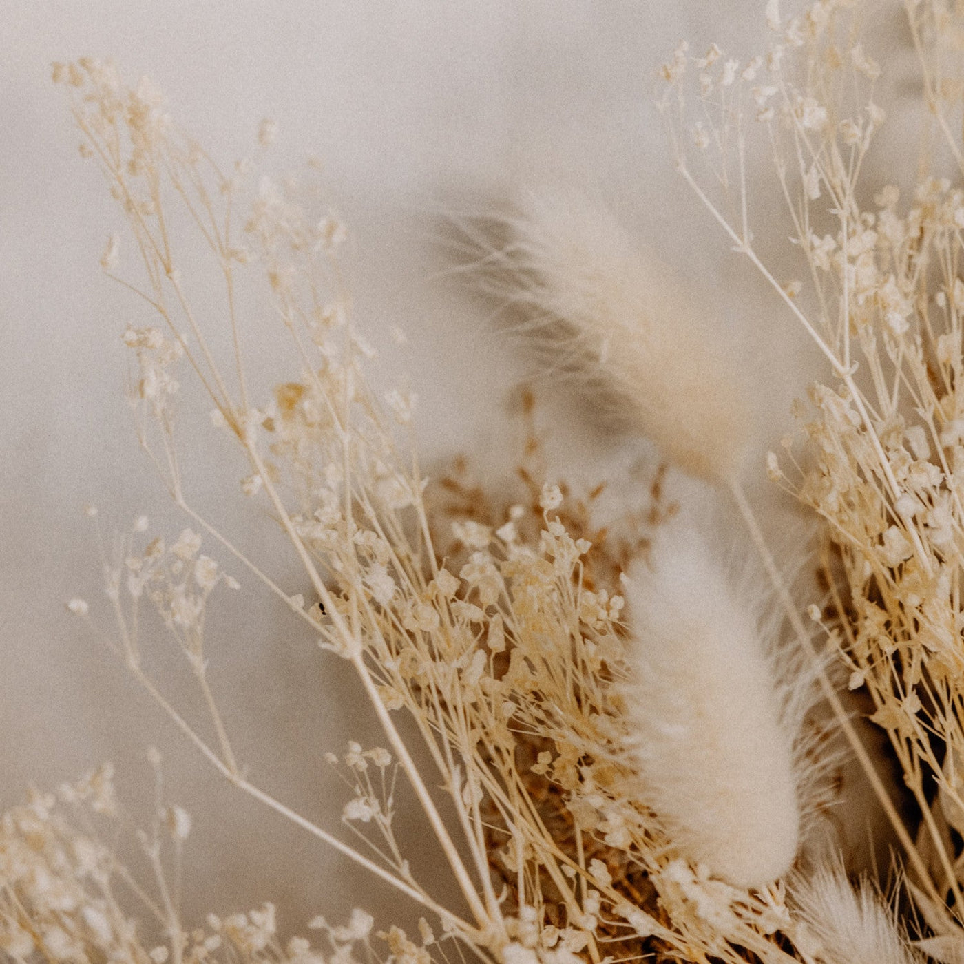 DRIED FLORAL I BY ANNIE SPRATT