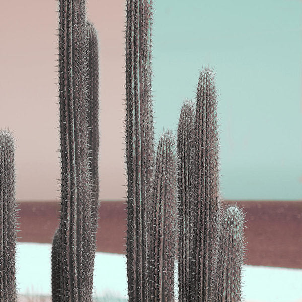 Cactus Color Block